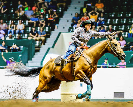 Horse example.jpg