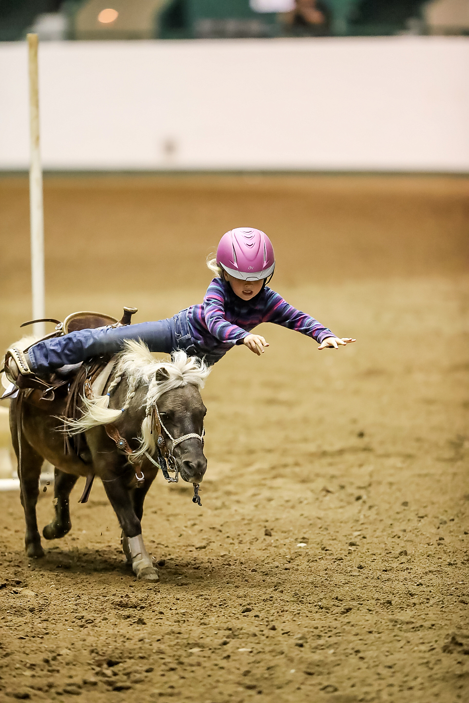 little girl falling off of brown pony during equestrian event